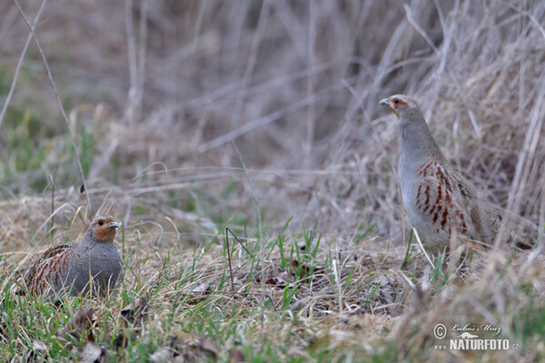 Grey Partridge (Perdix perdix)