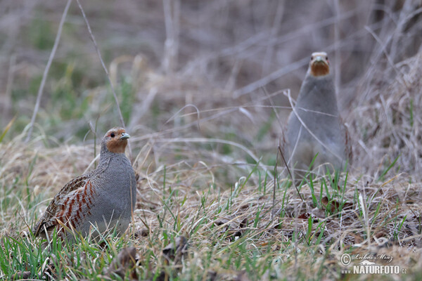 Grey Partridge (Perdix perdix)