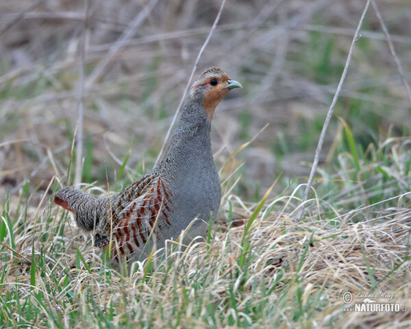 Grey Partridge (Perdix perdix)