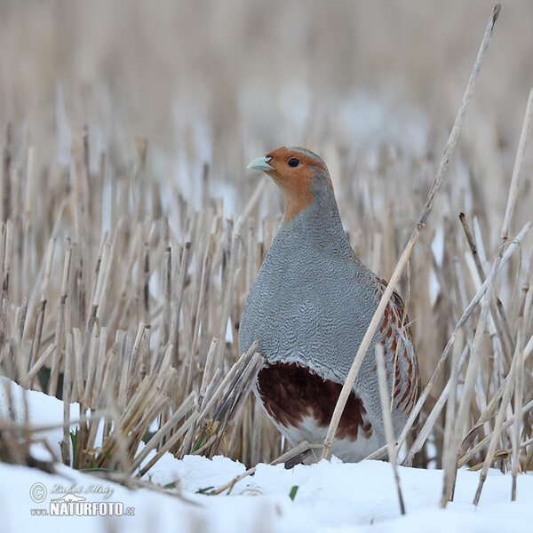 Grey Partridge (Perdix perdix)