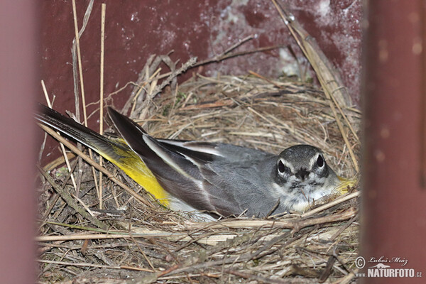 Grey Wagtail (Motacilla cinerea)