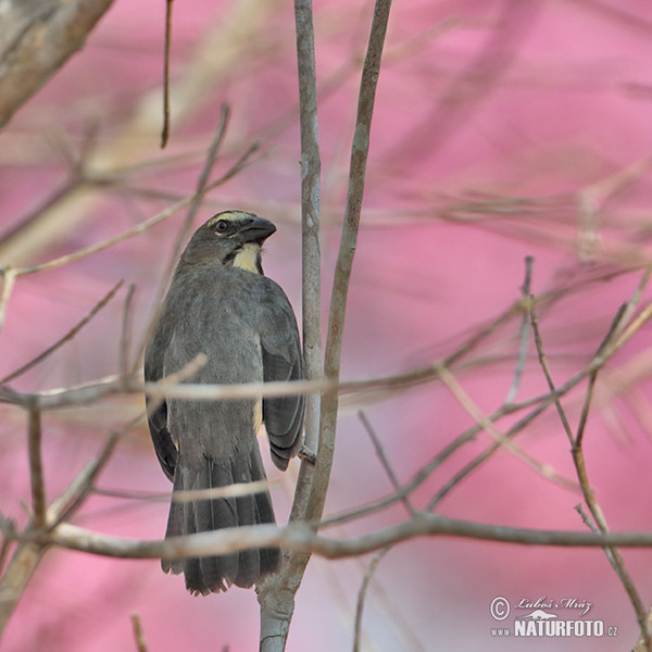 Greyish Saltator (Saltator coerulescens)