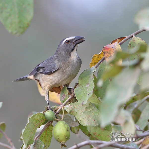 Greyish Saltator (Saltator coerulescens)