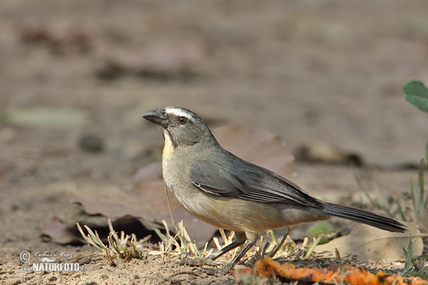 Greyish Saltator (Saltator coerulescens)