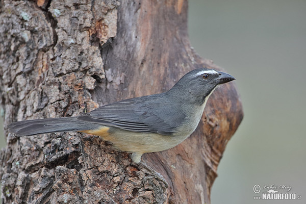 Greyish Saltator (Saltator coerulescens)