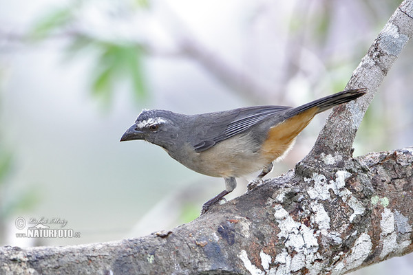 Greyish Saltator (Saltator coerulescens)