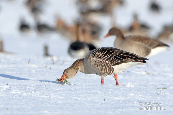 Greylag Goose (Anser anser)