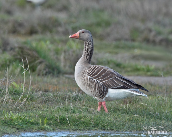 Greyland Goose (Anser anser)