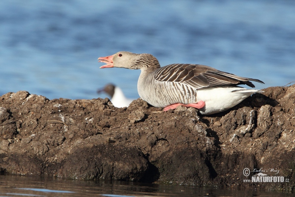 Greyland Goose (Anser anser)