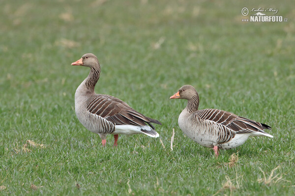 Greyland Goose (Anser anser)