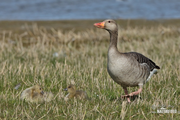 Greyland Goose (Anser anser)