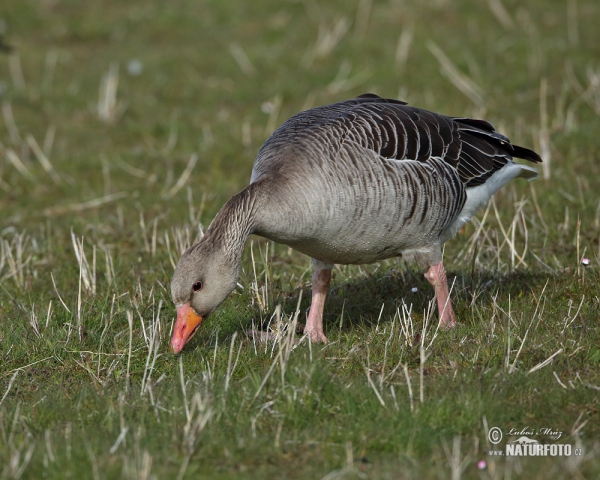 Greyland Goose (Anser anser)