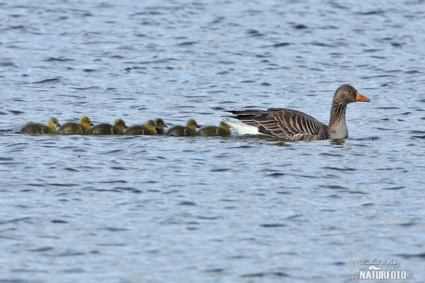 Greyland Goose (Anser anser)