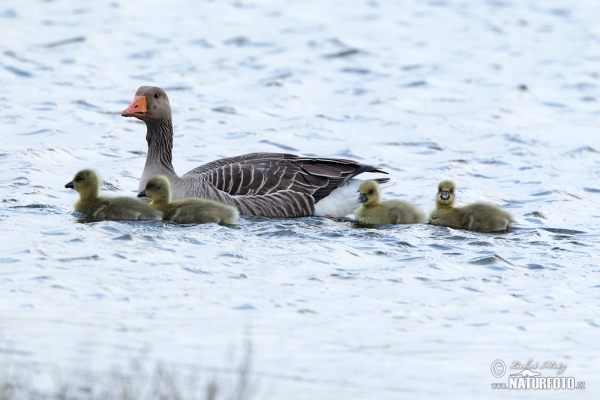 Greyland Goose (Anser anser)