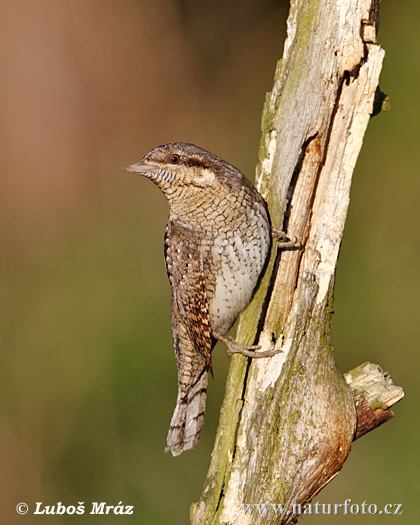 Grąžiagalvė