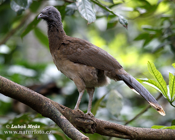 Grijskopchachalaca