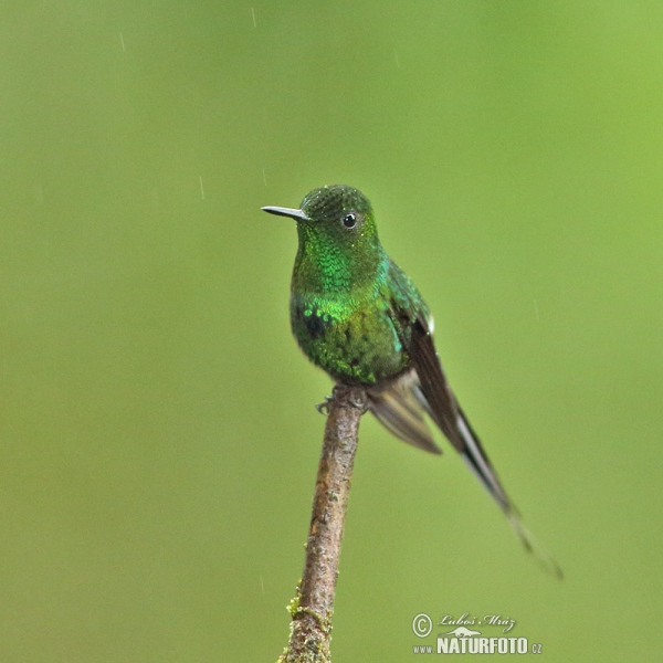 Groene draadkolibrie