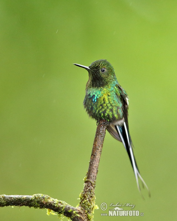 Groene draadkolibrie