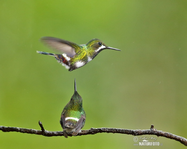 Groene draadkolibrie