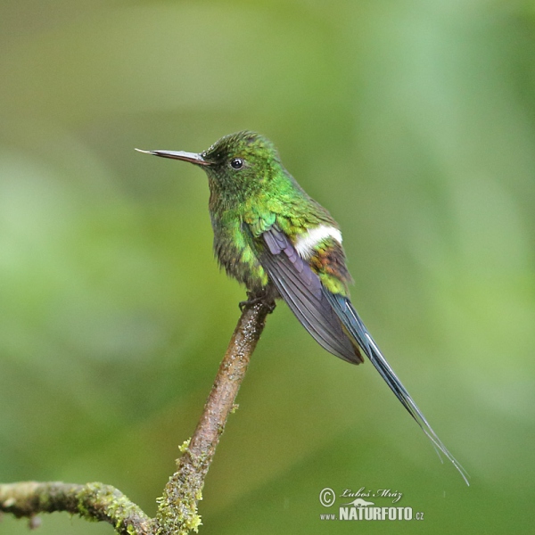 Groene draadkolibrie