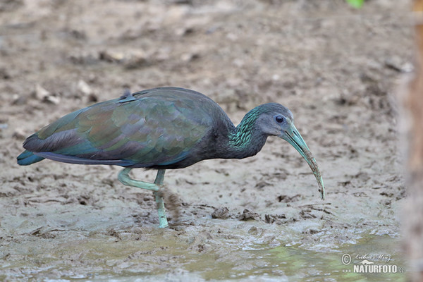 Groene ibis