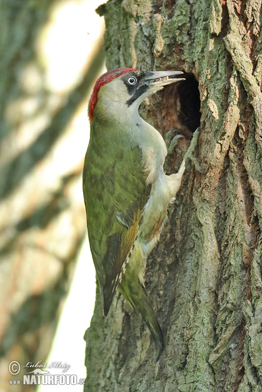 Groene specht