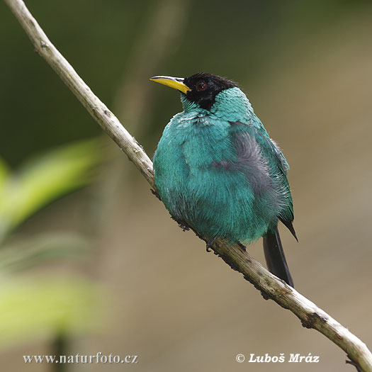 Groene Suikervogel