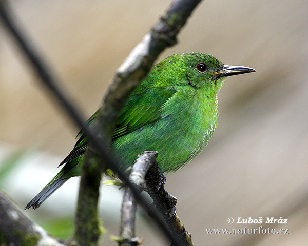 Groene Suikervogel