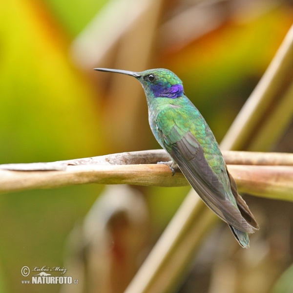 Groene violetoorkolibrie
