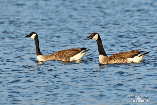 Grote Canadese gans