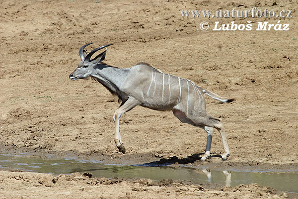 Grote koedoe