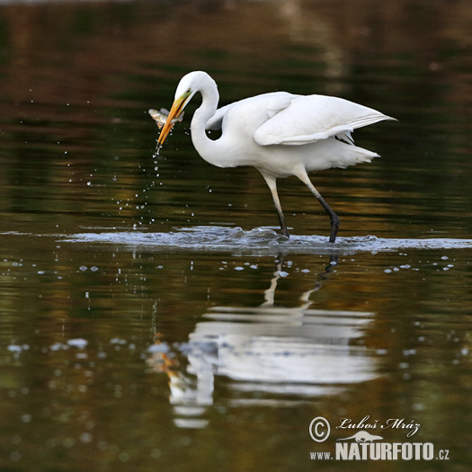 Grote zilverreiger