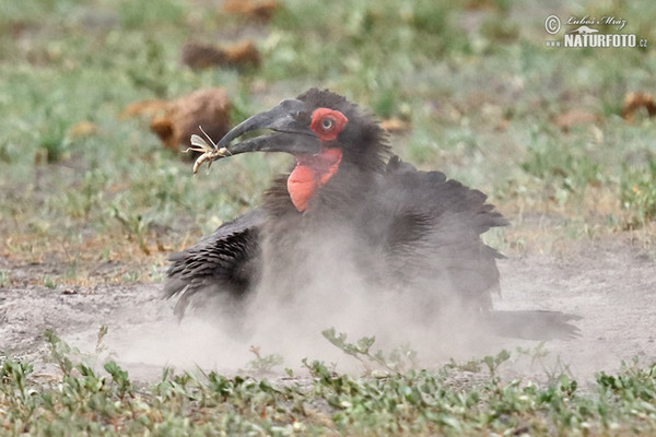 Ground Hornbill (Bucorvus leadbeateri)