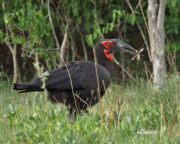 Ground Hornbill (Bucorvus leadbeateri)