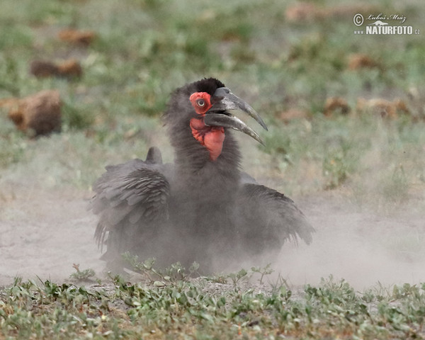 Ground Hornbill (Bucorvus leadbeateri)