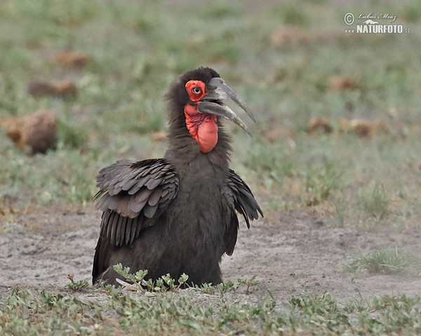 Ground Hornbill (Bucorvus leadbeateri)