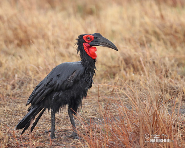 Ground Hornbill (Bucorvus leadbeateri)