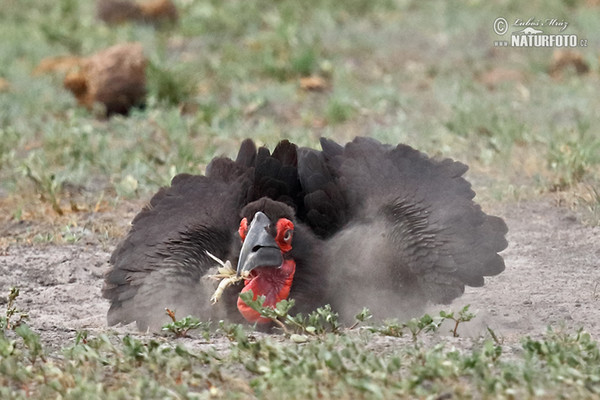 Ground Hornbill (Bucorvus leadbeateri)