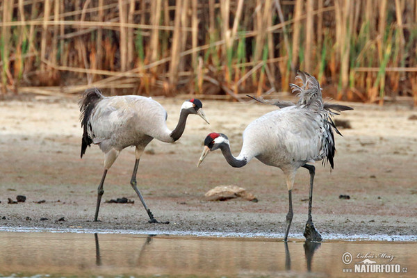 Grulla común