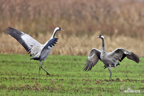 Grulla común