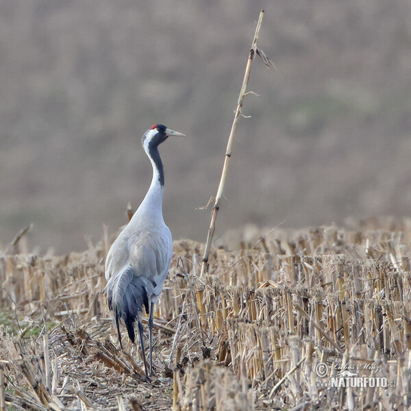 Grulla común