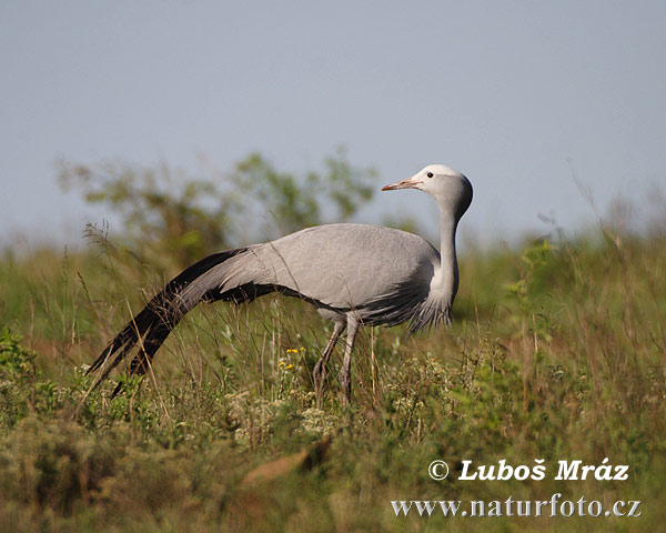 Grulla del paraíso