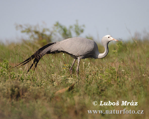 Grulla del paraíso