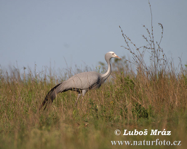 Grulla del paraíso
