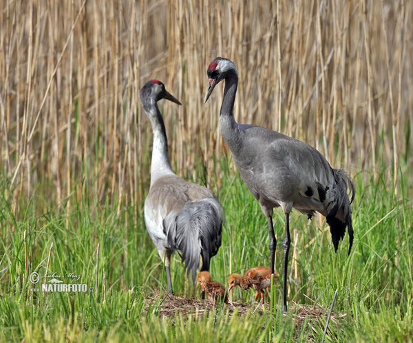 Grus grus