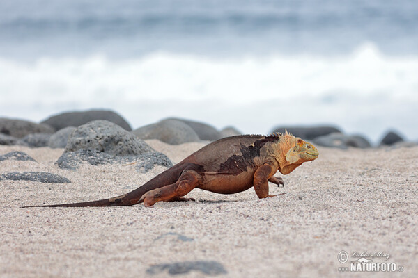 guana terrestre de Galàpagos