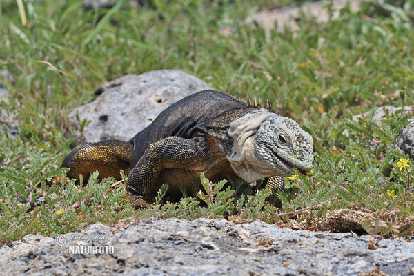 guana terrestre de Galàpagos