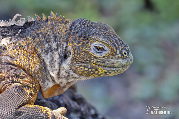 guana terrestre de Galàpagos