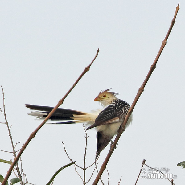 Guira Cuckoo (Guira guira)