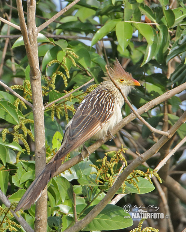 Guira Cuckoo (Guira guira)